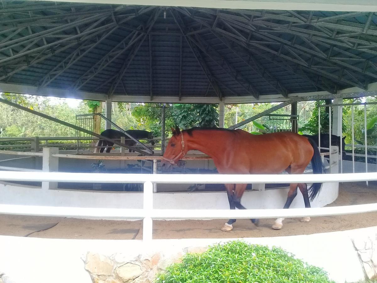 One Global Adria - Equine Estate & Resor Tangerang