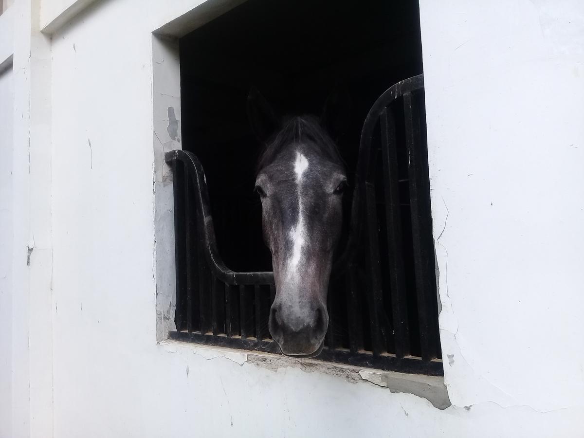 One Global Adria - Equine Estate & Tangerang
